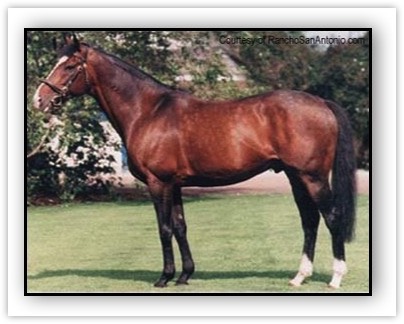 Saddlers Wells trhe great Coolmore stallion