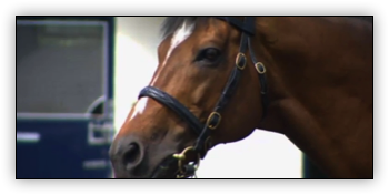 Gallelio at Coolmore